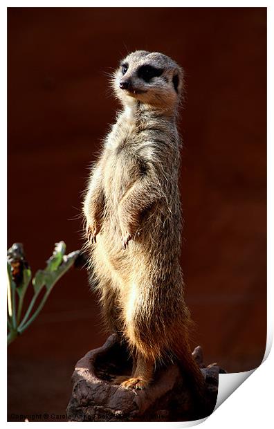 Meerkat on Sentry Duty Print by Carole-Anne Fooks