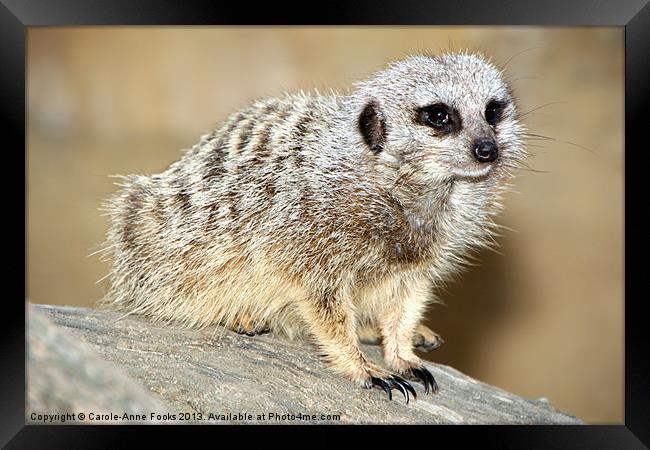 Meerkat Framed Print by Carole-Anne Fooks