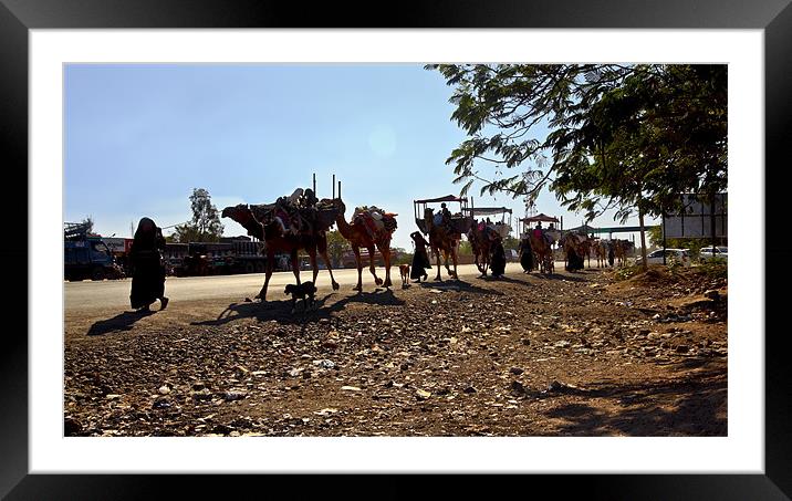 Camel caravan train on Tarmac at twilight Framed Mounted Print by Arfabita  