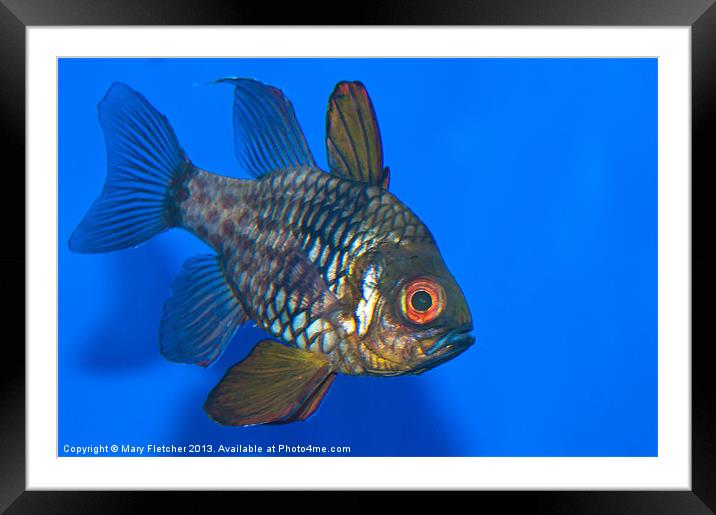 Tropical Fish Framed Mounted Print by Mary Fletcher