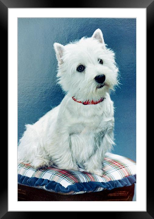 West Highland Terrier Framed Mounted Print by Edward Denyer
