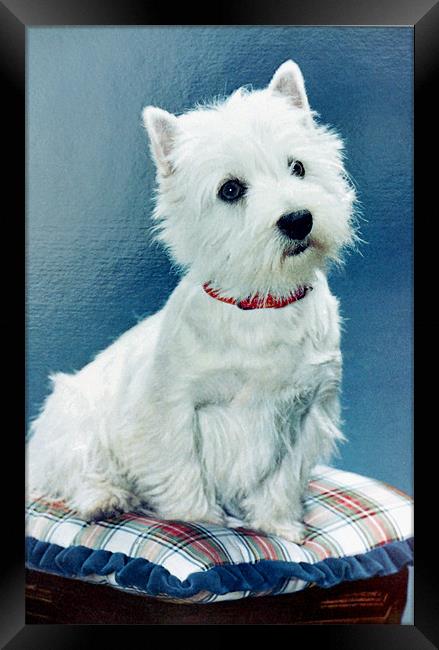 West Highland Terrier Framed Print by Edward Denyer