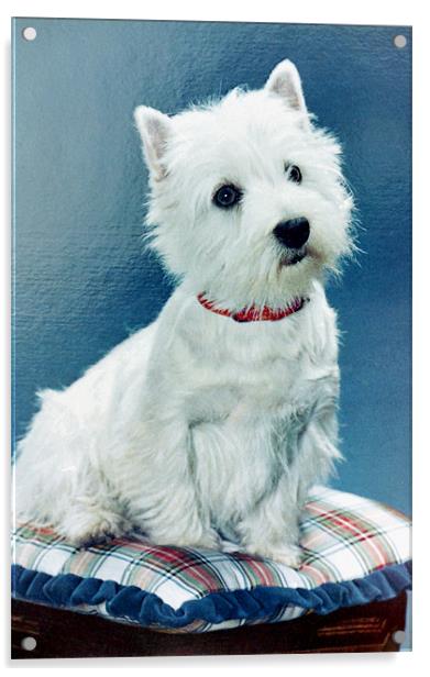 West Highland Terrier Acrylic by Edward Denyer