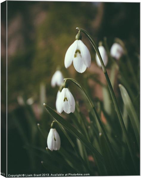 Snowdrops. Norfolk, UK. Canvas Print by Liam Grant