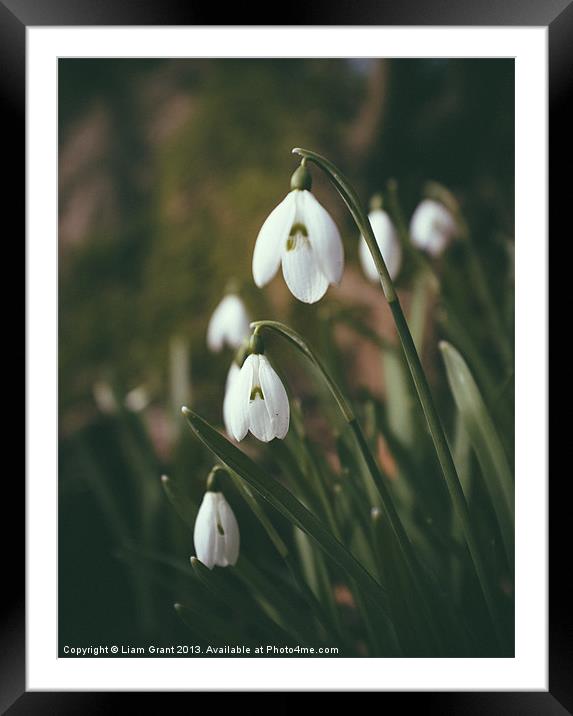 Snowdrops. Norfolk, UK. Framed Mounted Print by Liam Grant