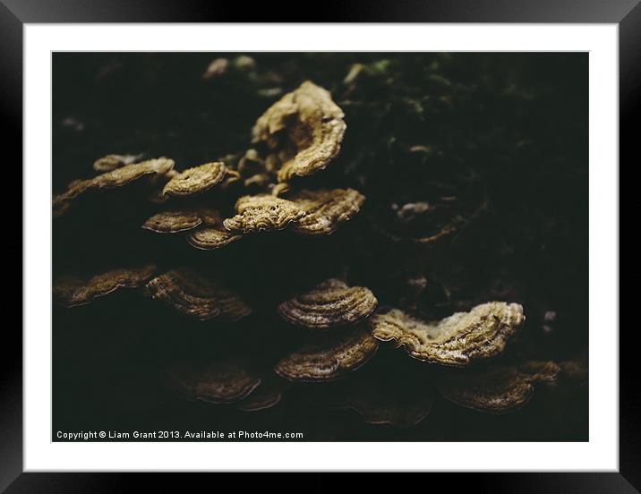 Yellow Stereum (Stereum hirsutum). Framed Mounted Print by Liam Grant