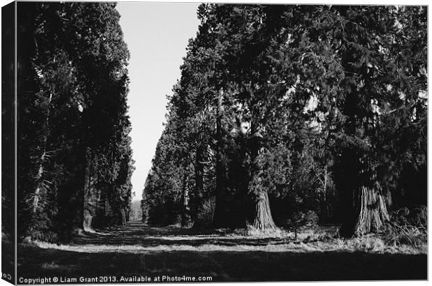 Avenue of Douglas Fir trees. Norfolk, UK. Canvas Print by Liam Grant