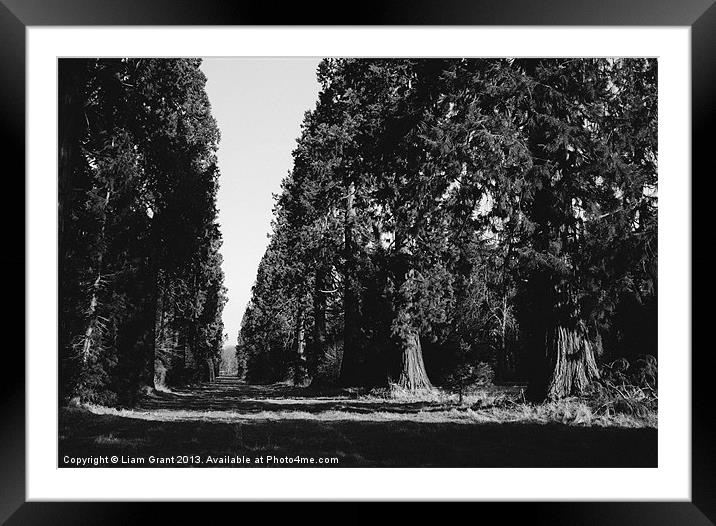Avenue of Douglas Fir trees. Norfolk, UK. Framed Mounted Print by Liam Grant