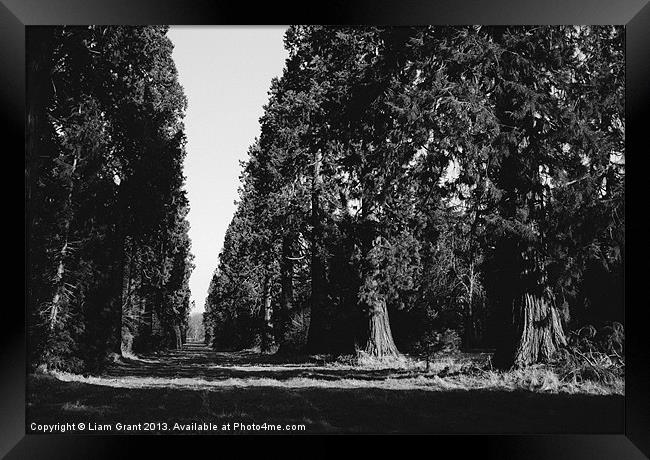 Avenue of Douglas Fir trees. Norfolk, UK. Framed Print by Liam Grant