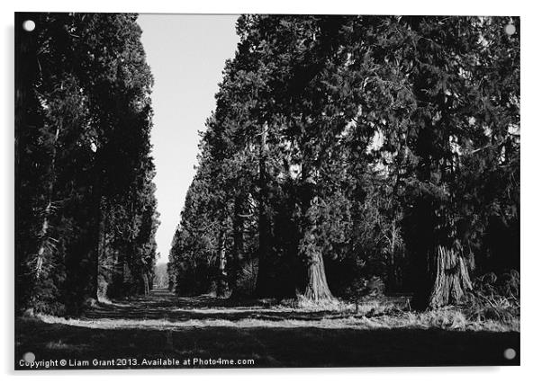 Avenue of Douglas Fir trees. Norfolk, UK. Acrylic by Liam Grant