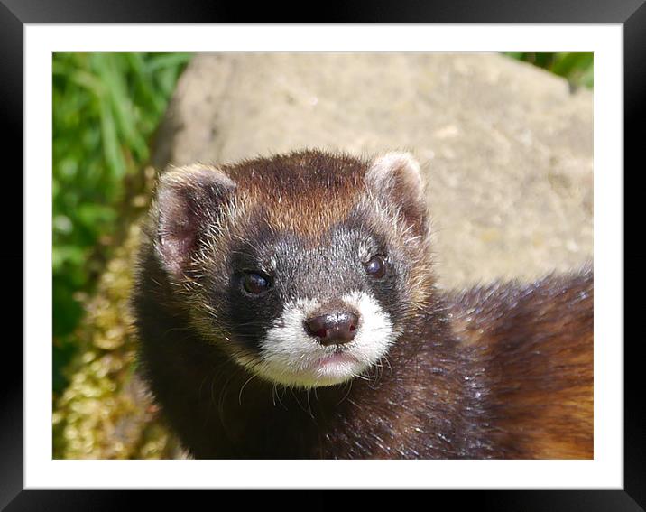 Polecat Portrait Framed Mounted Print by sharon bennett