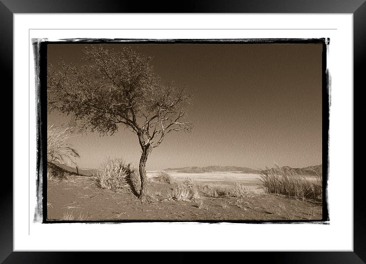 Namibian Trees 1 Framed Mounted Print by Alan Bishop