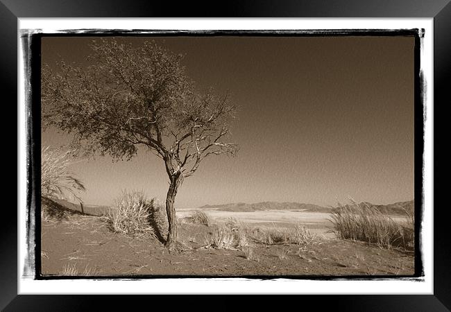 Namibian Trees 1 Framed Print by Alan Bishop