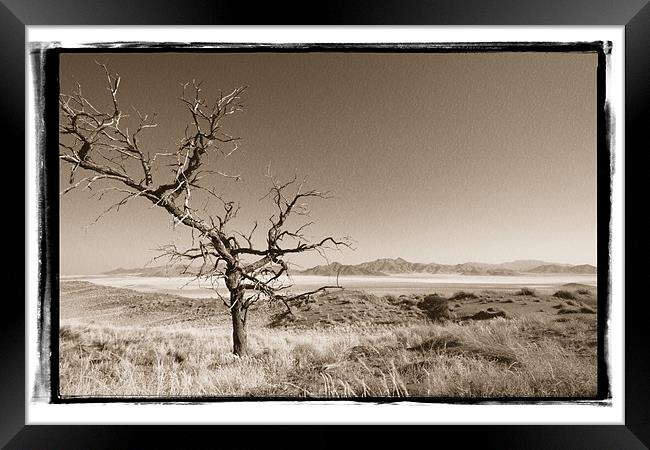 Namibian Trees 2 Framed Print by Alan Bishop