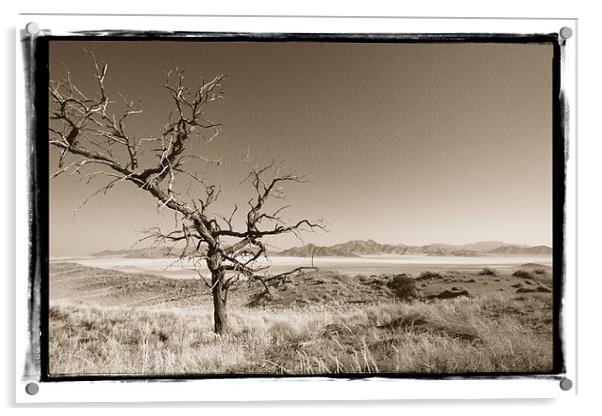 Namibian Trees 2 Acrylic by Alan Bishop