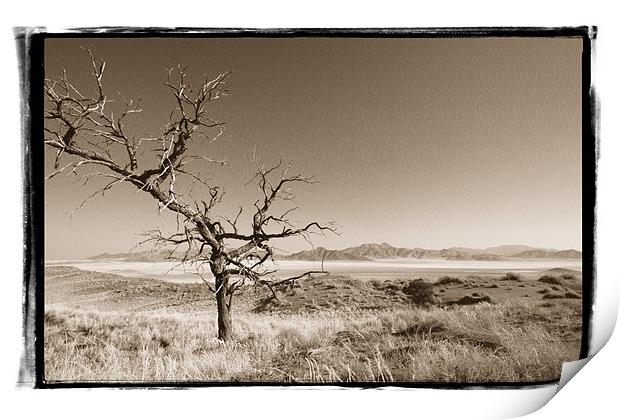 Namibian Trees 2 Print by Alan Bishop