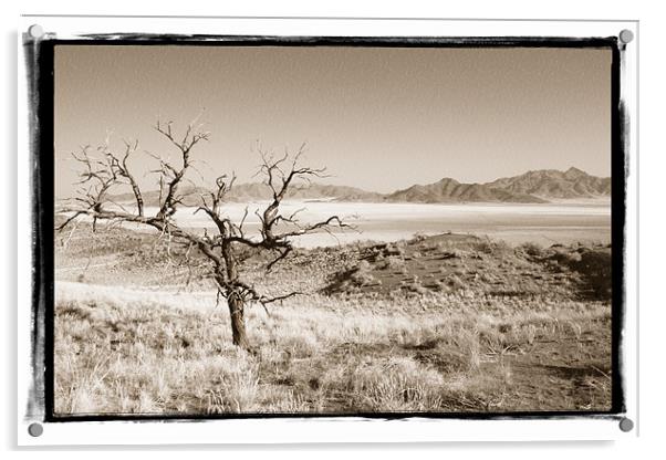 Namibian Trees 3 Acrylic by Alan Bishop