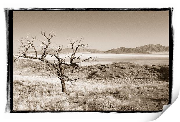 Namibian Trees 3 Print by Alan Bishop