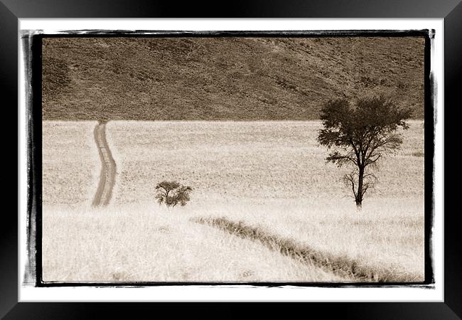 Namibian Trees 4 Framed Print by Alan Bishop