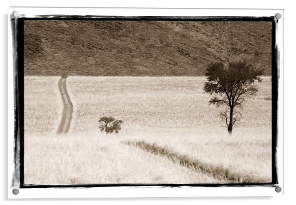 Namibian Trees 4 Acrylic by Alan Bishop