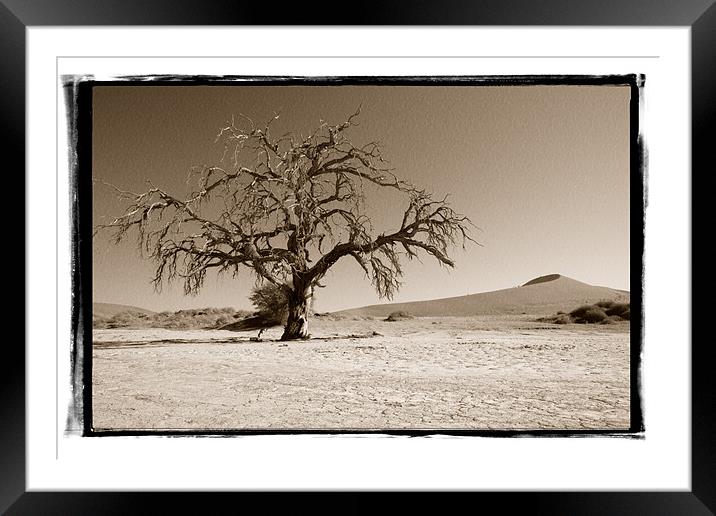 Namibian Trees 5 Framed Mounted Print by Alan Bishop