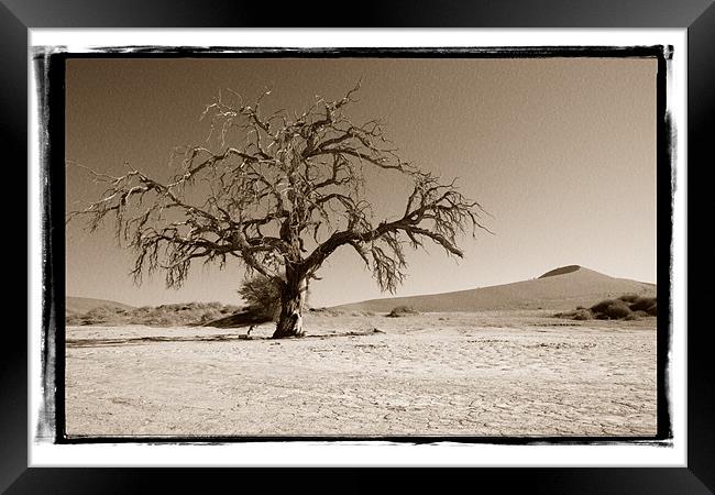 Namibian Trees 5 Framed Print by Alan Bishop