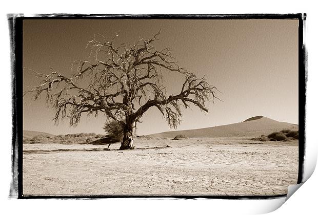 Namibian Trees 5 Print by Alan Bishop