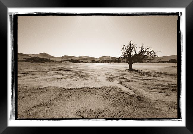 Namibian Trees 6 Framed Print by Alan Bishop
