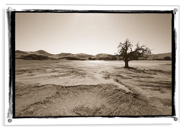 Namibian Trees 6 Acrylic by Alan Bishop