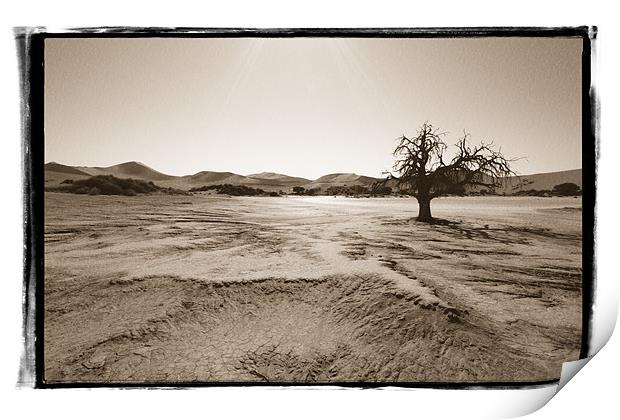 Namibian Trees 6 Print by Alan Bishop