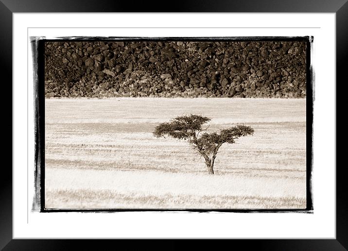 Namibian Trees 7 Framed Mounted Print by Alan Bishop