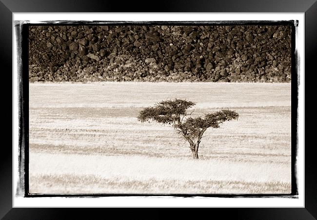 Namibian Trees 7 Framed Print by Alan Bishop