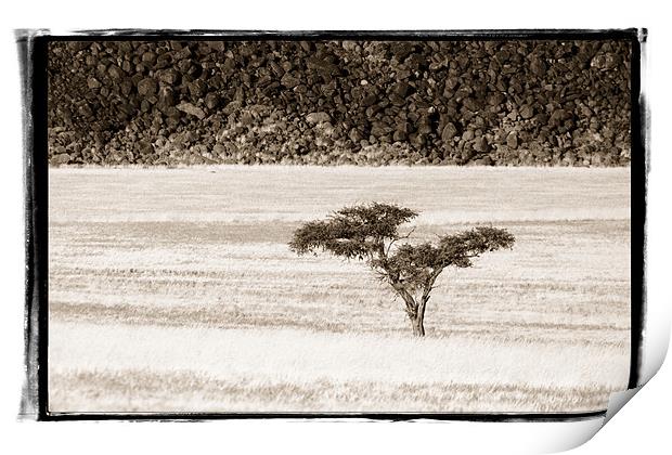 Namibian Trees 7 Print by Alan Bishop