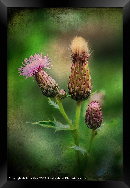 Thistle Framed Print by Julie Coe