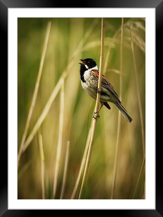 SINGING REED BUNTING Framed Mounted Print by Anthony R Dudley (LRPS)