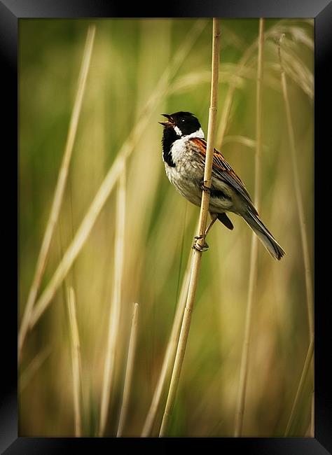 SINGING REED BUNTING Framed Print by Anthony R Dudley (LRPS)