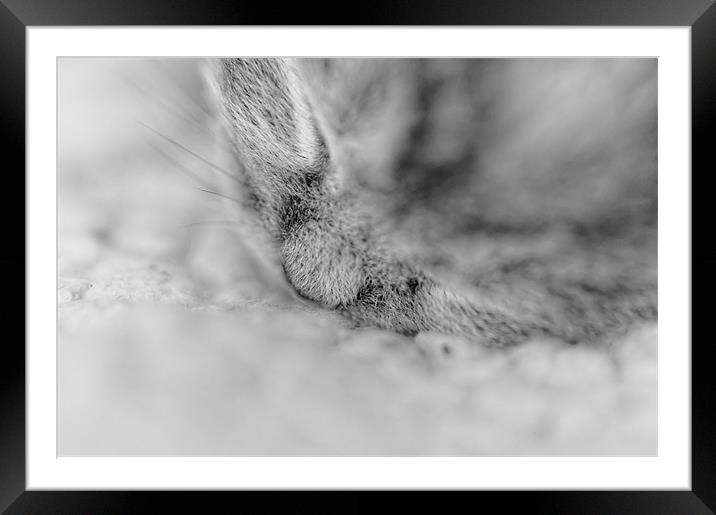 Fast asleep Framed Mounted Print by Paul May