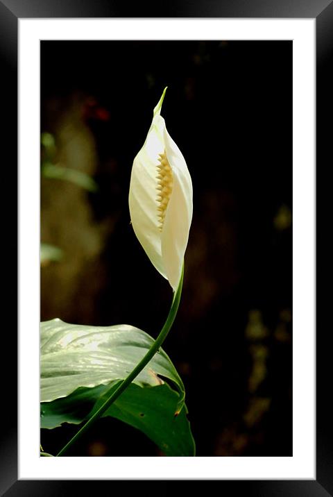 A Beautiful White Anthurium Framed Mounted Print by Sajitha Nair