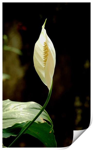 A Beautiful White Anthurium Print by Sajitha Nair