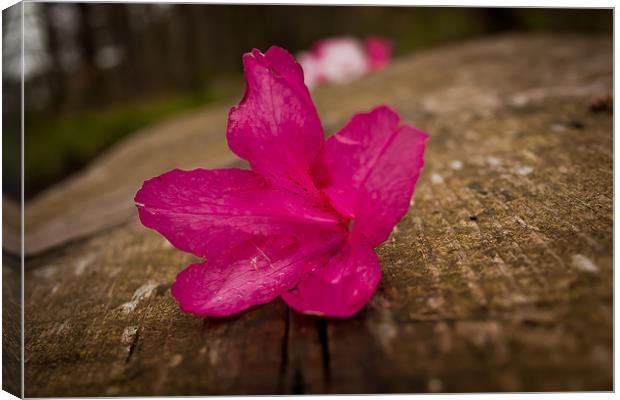 Fallen flower Canvas Print by Leon Conway