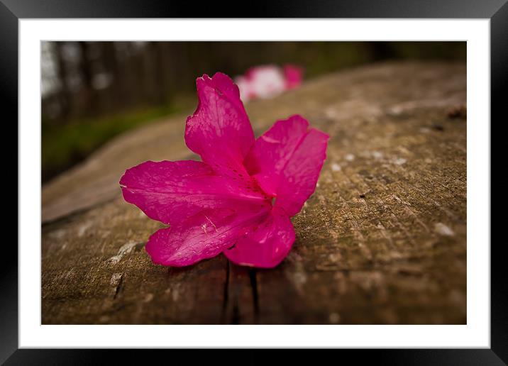 Fallen flower Framed Mounted Print by Leon Conway