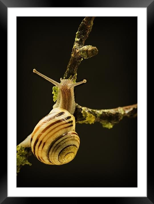 BANDED SNAIL Framed Mounted Print by Anthony R Dudley (LRPS)