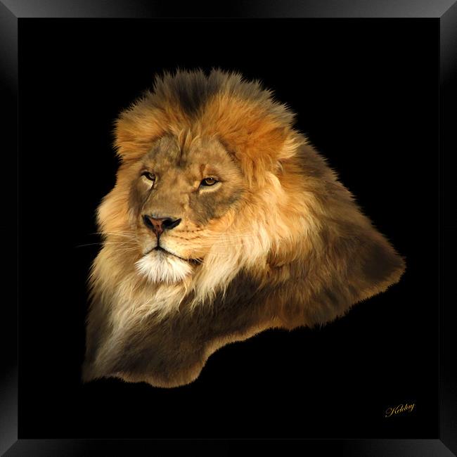 Lion Framed Print by Debra Kelday