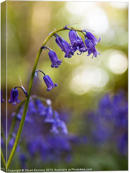 Bluebell Canvas Print by Stuart Gennery