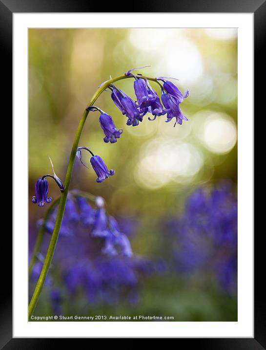 Bluebell Framed Mounted Print by Stuart Gennery