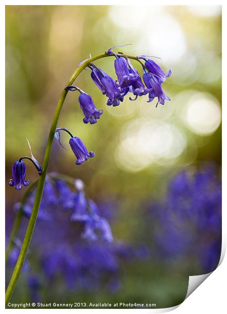 Bluebell Print by Stuart Gennery