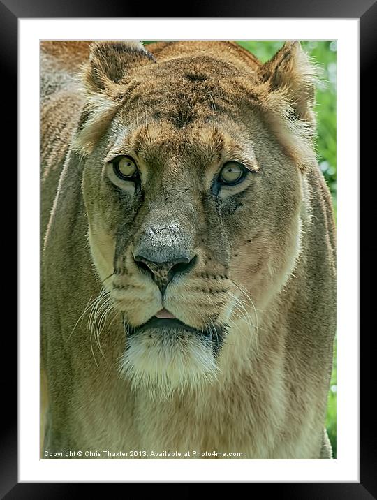 Lioness Female Lion 2 Framed Mounted Print by Chris Thaxter