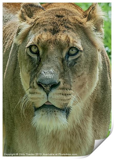 Lioness Female Lion 2 Print by Chris Thaxter