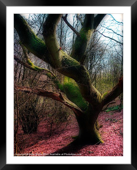 Dying Tree Framed Mounted Print by Peter Blunn