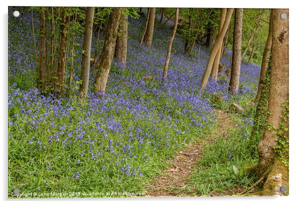 Bluebell path. Acrylic by John Morgan